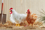 Living Nature AN379 Grande peluche - Coq - Living Nature vendu par Veille sur toi