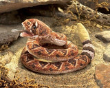 Marionnette Serpent à sonnette - Folkmanis Default marque Folkmanis vendu par Veille sur toi