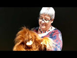 Marionnette - Bébé orang-outan - Folkmanis