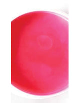 Nettoyant pour le corps - Peinture moussante rose - GOM.ME Default marque  GOM.ME vendu par Veille sur toi